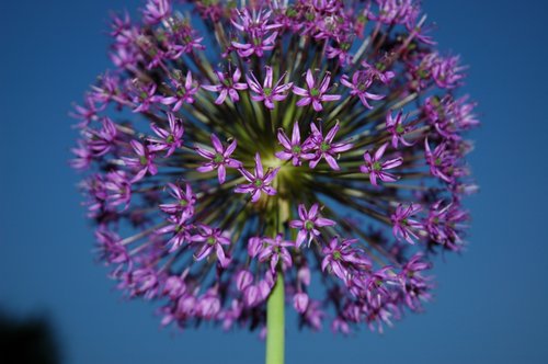 Allium Head