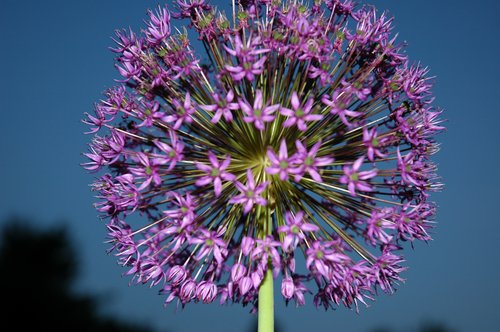 Allium Head
