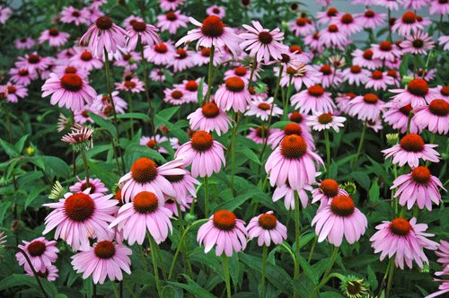 Ocean of flowers