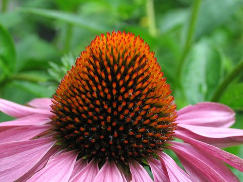 Cone Flower