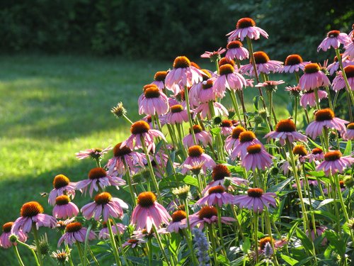 Coneflowers (Backlight)
