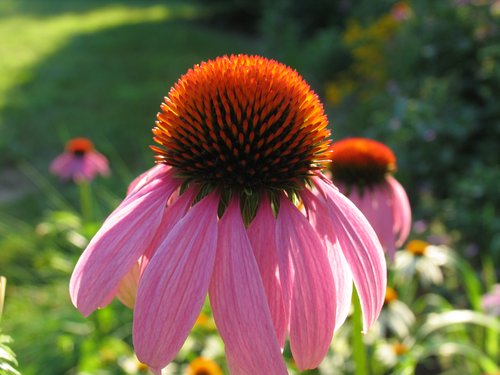Coneflower (Backlight)