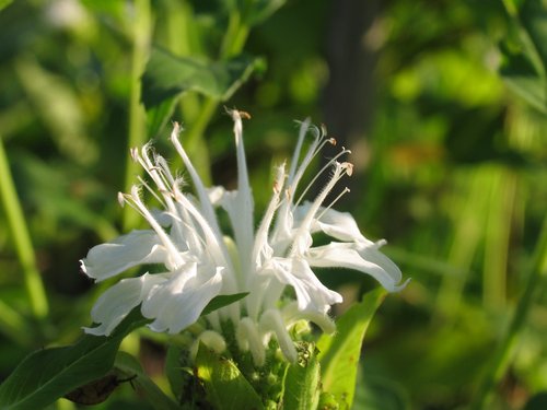 White Bee Balm