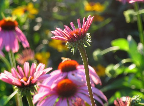 Echinacia (Backlight)