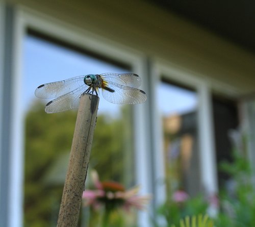 Blue dragonfly in a reflected sky