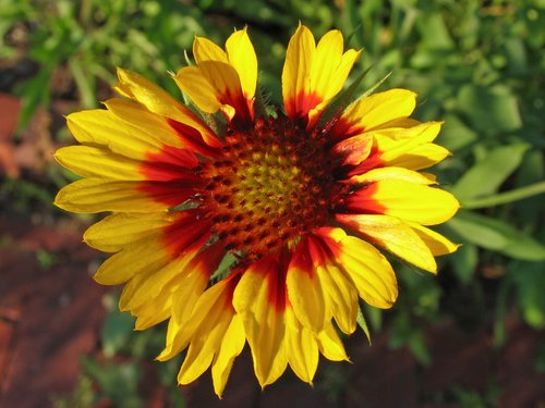 Gaillardia (Blanket flower)