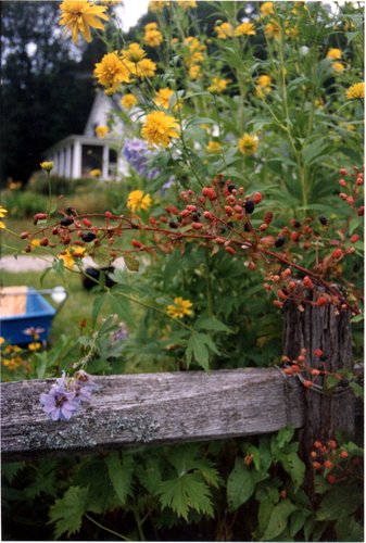 1991-Blackberries-by-the-Fence