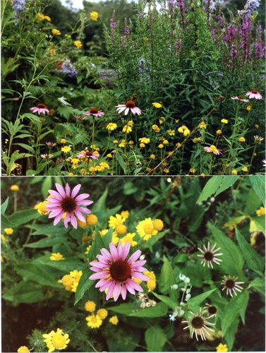 1991-Garden-Flowers