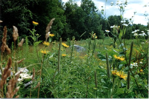 1993-Front-Meadow