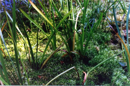 1994-Mud-Pond