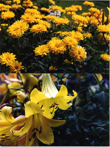 1997-Flowers