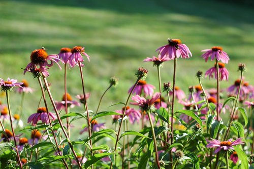Coneflower