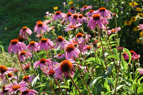 Sea of Coneflowers
