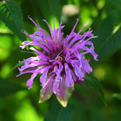 Purple Beebalm (Detail)