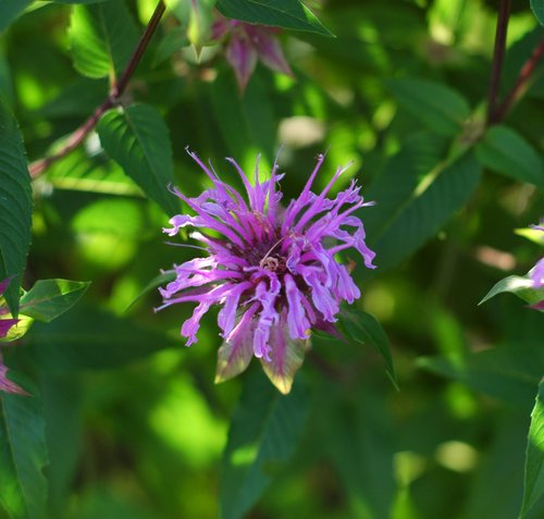 Purple Beebalm