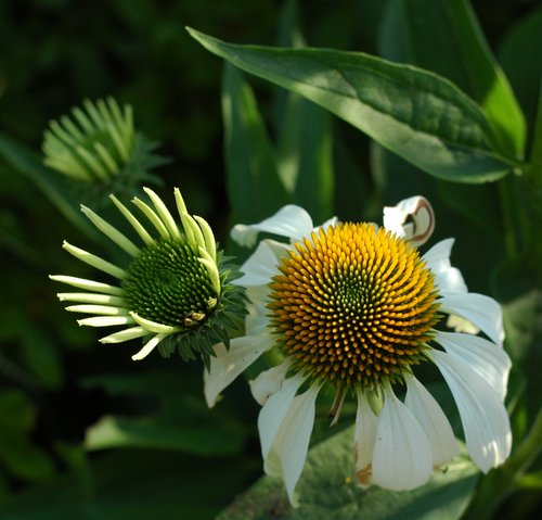 White Coneflower
