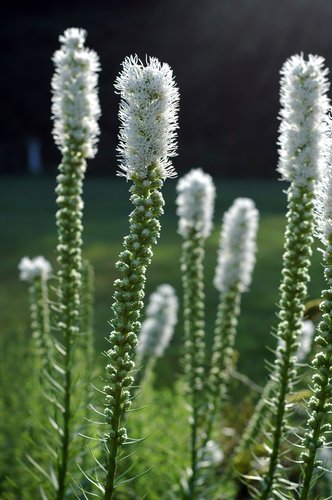White Liatris (Portrait)