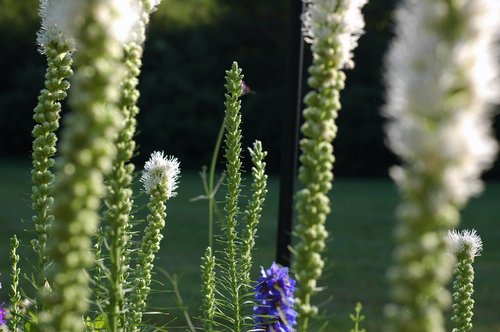 Vertical Garden (take 4)