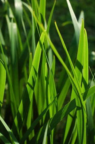 Iris leaves and wind