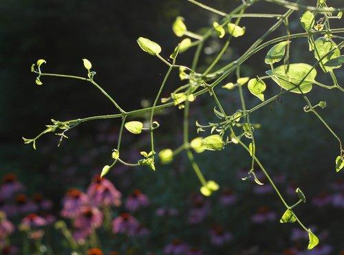 Summer Garden Backlight