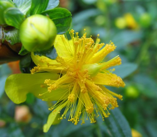 Saint John's Wort