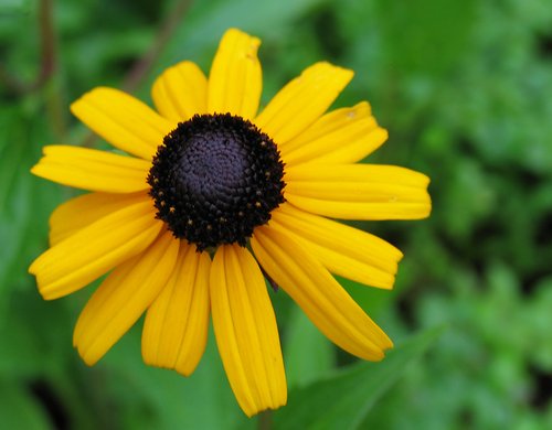 Blackeyed Susan