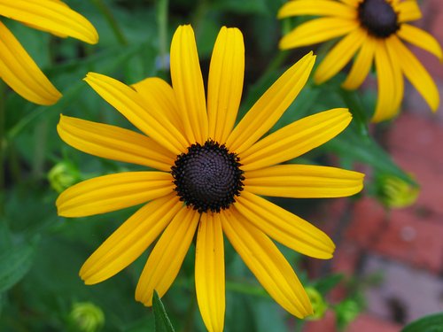 Blackeyed Susan