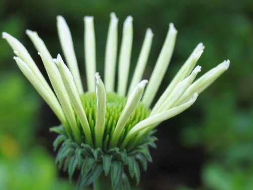 Green Echinacia Flower