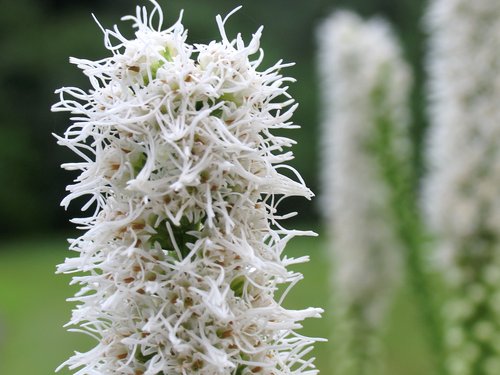 White Liatris