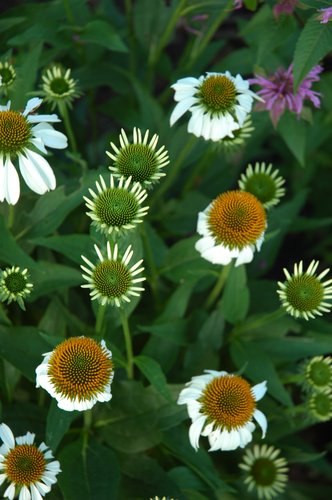 White Coneflower