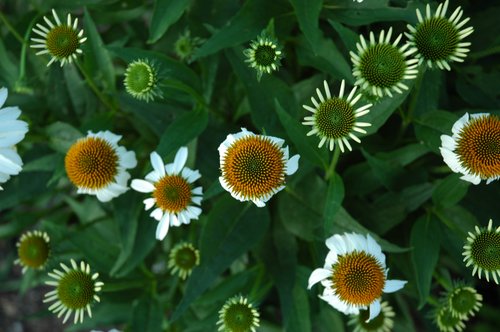 White Coneflower