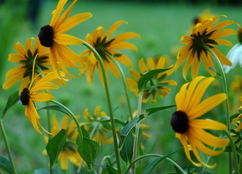 Blackeyed Susan Flowers