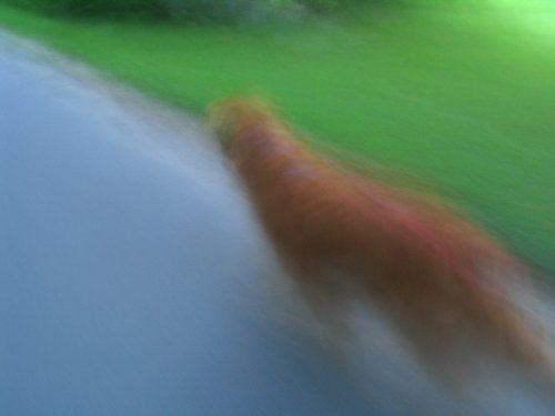 Going Home