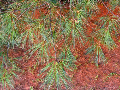 Pine Needles