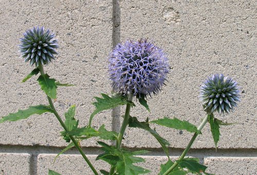 Blue Globe Thistle