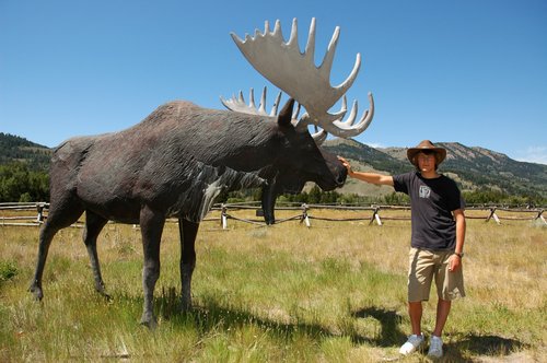 Wyoming Moose