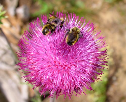 Scotch Thistle Flower