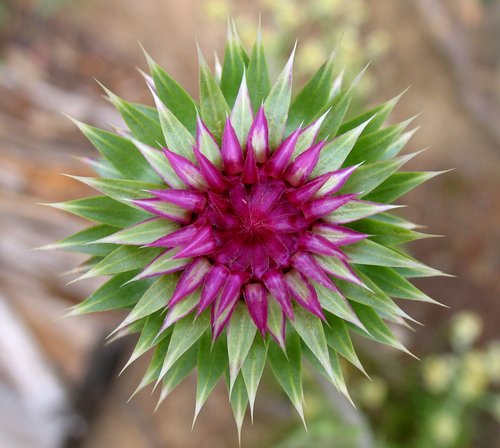 Scotch Thistle Flower Bud