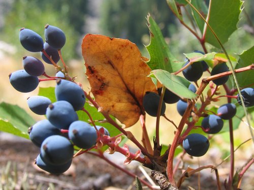 Say, can I have some of your purple berries?