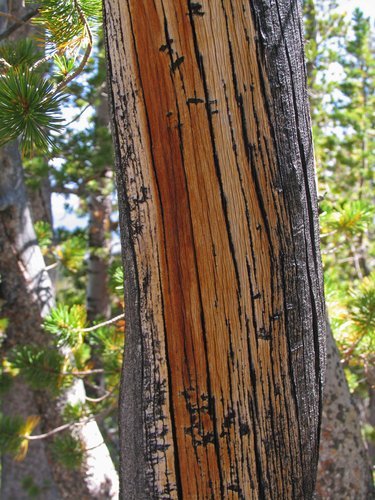Tree Struck by Lightning (Detail)