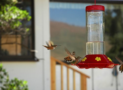 Hummingbirds in a Wyoming Landscape