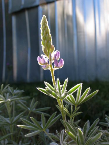 Purple Lupine Wildflower