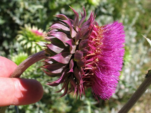 Scotch Thistle (side view)