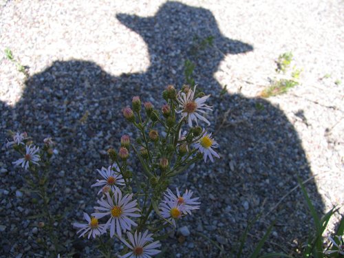 My Shadow and Daisies