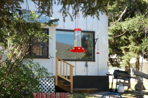 Wyoming Hummingbird Landscape