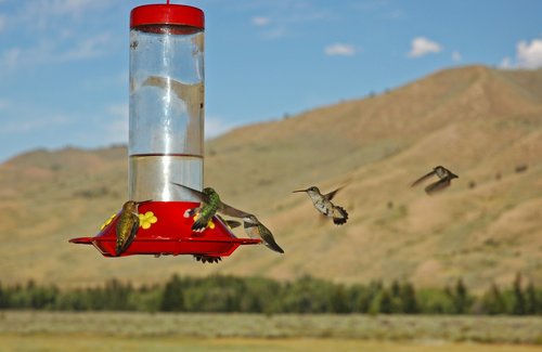 Hummingbird (Flash with landscape backdrop)
