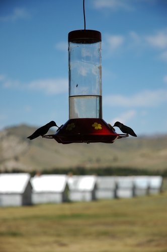 Hummingbird (Silhouette)