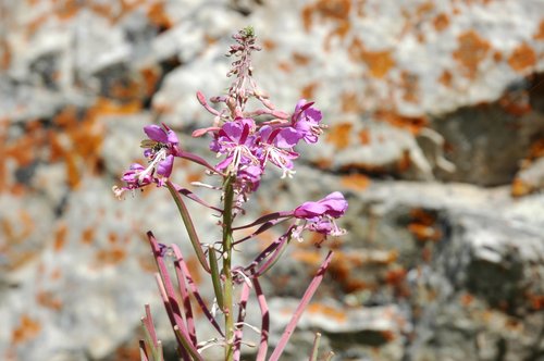 Unidentified Wildflower