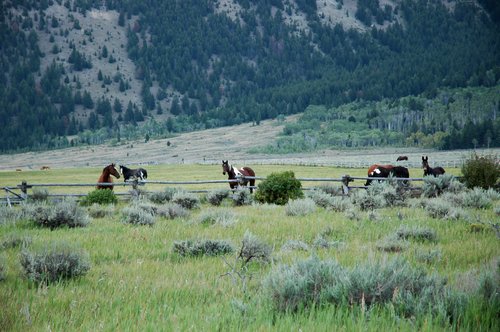 Camp Davis - Bourbon Whiskey Ranch