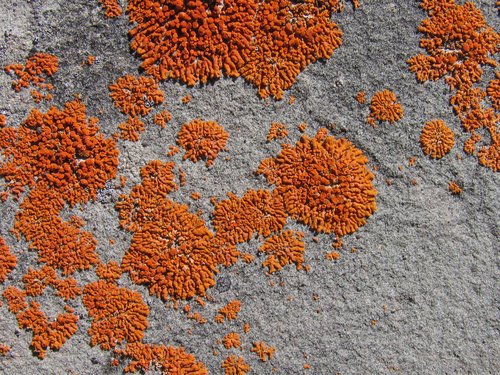 Orange Lichen (Detail)